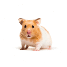Small Pets